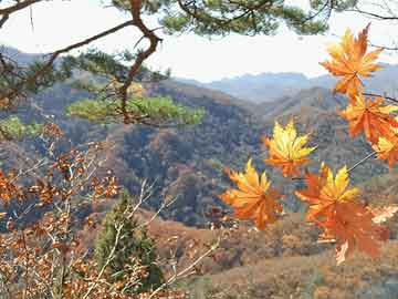 梨花又开放gl广陵散儿下载，梨花又开放小说