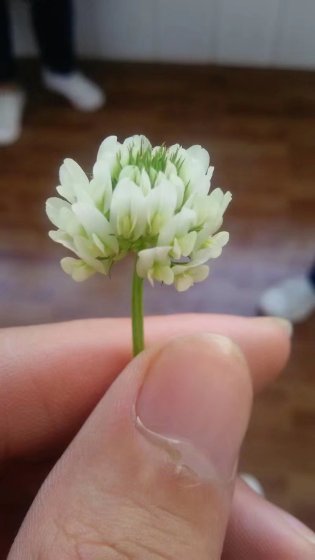小说：血梦，作者：林唯心